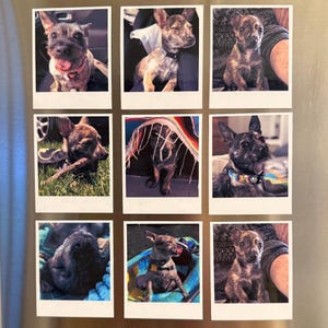 May include: Nine Polaroid-style photographs of a small dog with brown and black brindle fur. The dog is shown in various poses, including sitting, licking its lips, and wearing a collar. The photos are arranged in a 3x3 grid.