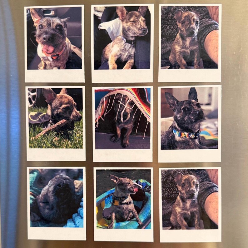 May include: Nine Polaroid-style photographs of a small dog with brown and black brindle fur. The dog is shown in various poses, including sitting, licking its lips, and wearing a collar. The photos are arranged in a 3x3 grid.