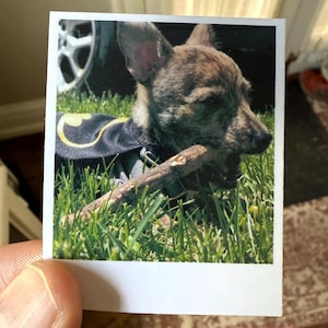 May include: A small brindle dog wearing a black cape with a yellow bat symbol, holding a stick in its mouth. The dog is in a patch of green grass, with a blurred background.