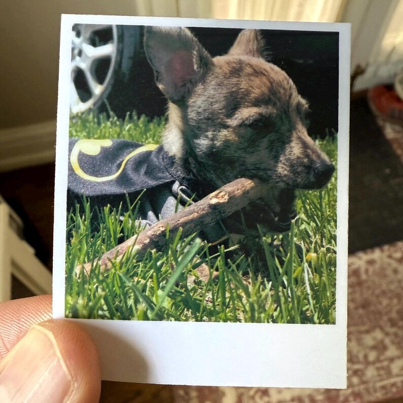 May include: A small brindle dog wearing a black cape with a yellow bat symbol, holding a stick in its mouth. The dog is in a patch of green grass, with a blurred background.