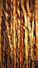 Vine Curled Walking Sticks 42'- 50' (Etsy) 