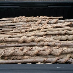 May include: A large collection of natural wooden walking sticks, each featuring a distinct spiral pattern carved into the bark. The sticks are light brown in color, showing varied textures and knots along their length, stacked horizontally in a pile.