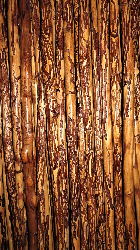 Traditional Worm Wood Walking Sticks From Kentucky Walking Stick