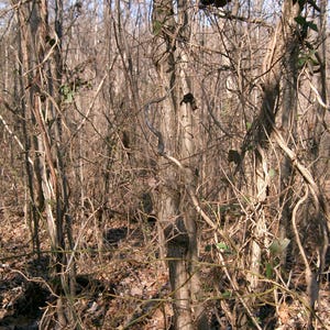 May include: A dense thicket of bare, brown tree trunks and thin, tangled branches during the dormant season. The forest floor is covered in a layer of dry, fallen brown leaves, with a few small, scattered green leaves clinging to the vines.