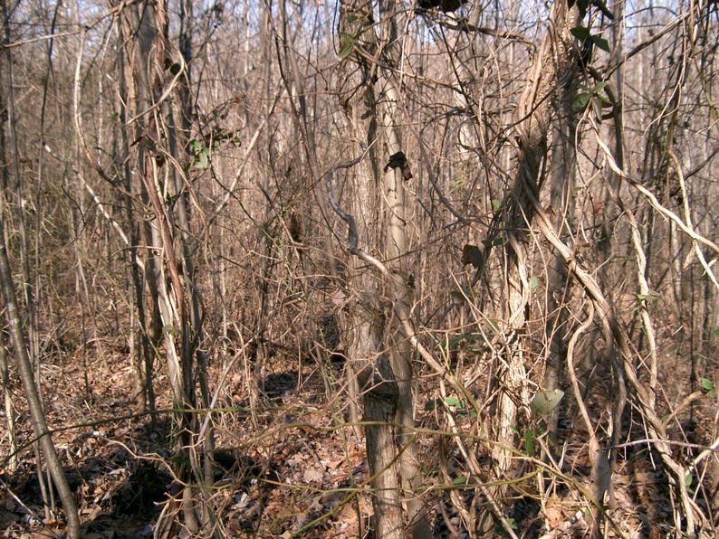 May include: A dense thicket of bare, brown tree trunks and thin, tangled branches during the dormant season. The forest floor is covered in a layer of dry, fallen brown leaves, with a few small, scattered green leaves clinging to the vines.