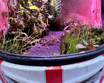 Może przedstawiać: Przerobiony biało-czerwony kask przekształcony w terrarium. Wnętrze zawiera miniaturowy ogród z różnymi zielonymi roślinami, mchem i fioletowym podłożem. Kask ma czarne obramowanie i czerwone paski.