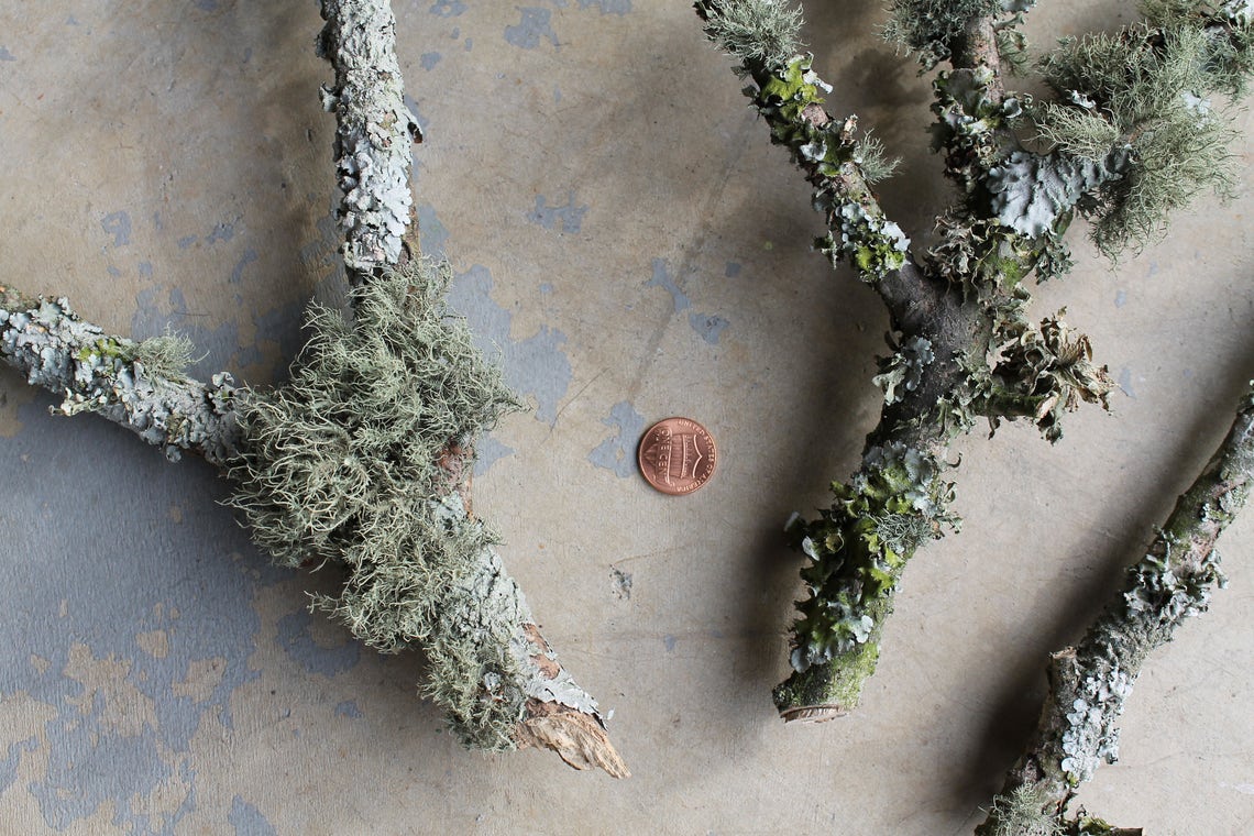 Live lichen covered branches terrarium vivarium mini Etsy