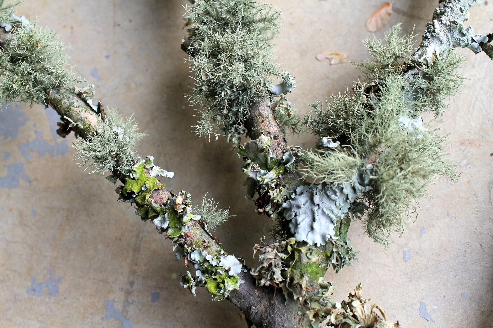 Live lichen covered branches terrarium vivarium mini Etsy