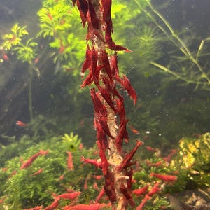 Garnelen Sticks – 4 Geschmacksrichtungen – Handgemacht Bio – Spirulina, Knoblauch Kürbis, Paprika Zimt – 24 Stk