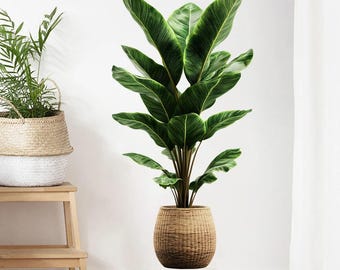 May include: A large, leafy green plant in a woven basket. The plant has long, broad leaves with prominent veins. The basket is a light brown color and has a rounded shape. A smaller plant in a basket is to the left.