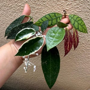 Hoya offshoot set, callistophylla, wibergiae, thomsonii, parasitica, Krimson Queen, Sunrise, Mathilde