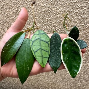 Hoya offshoot set, callistophylla, wibergiae, thomsonii, Krimson Queen, Sunrise, Mathilde