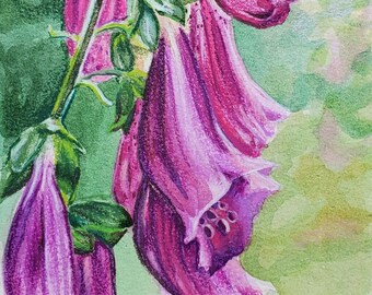 ORIGINAL Watercolor & Prismacolor Painting - Foxglove