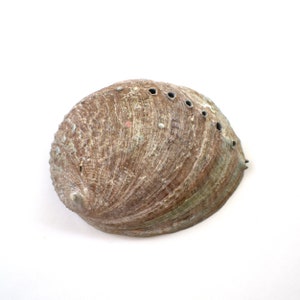 Vintage abalone shell iridescent colors collectible seashell Nautical marine decor beach house trinket dish gift for him gift for her