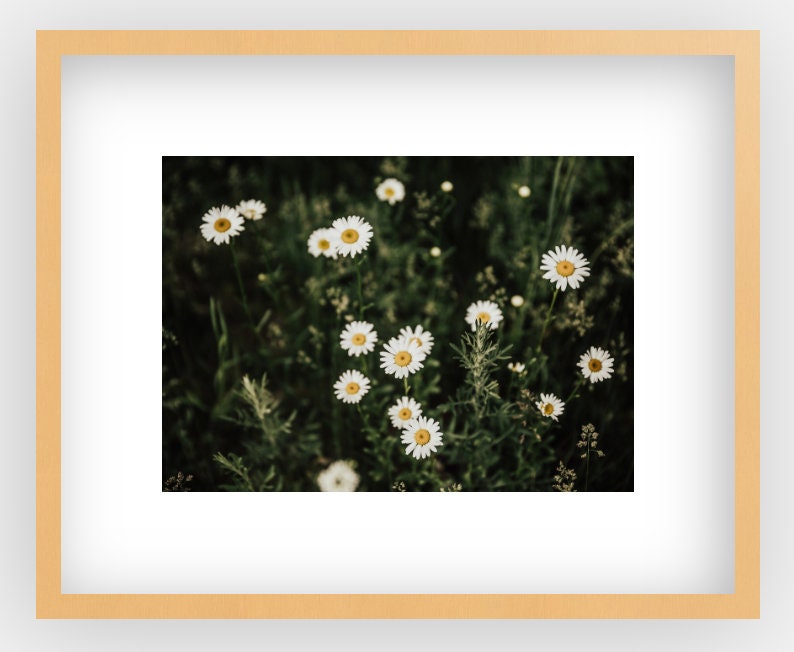 Framed Daisy Photography Print Wall Art Flower Image 0
