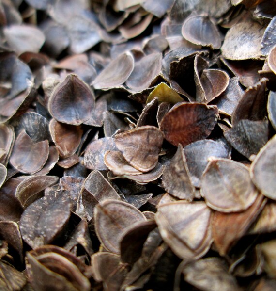 SAMPLE Farm Fresh OYEB Buckwheat Hulls Etsy