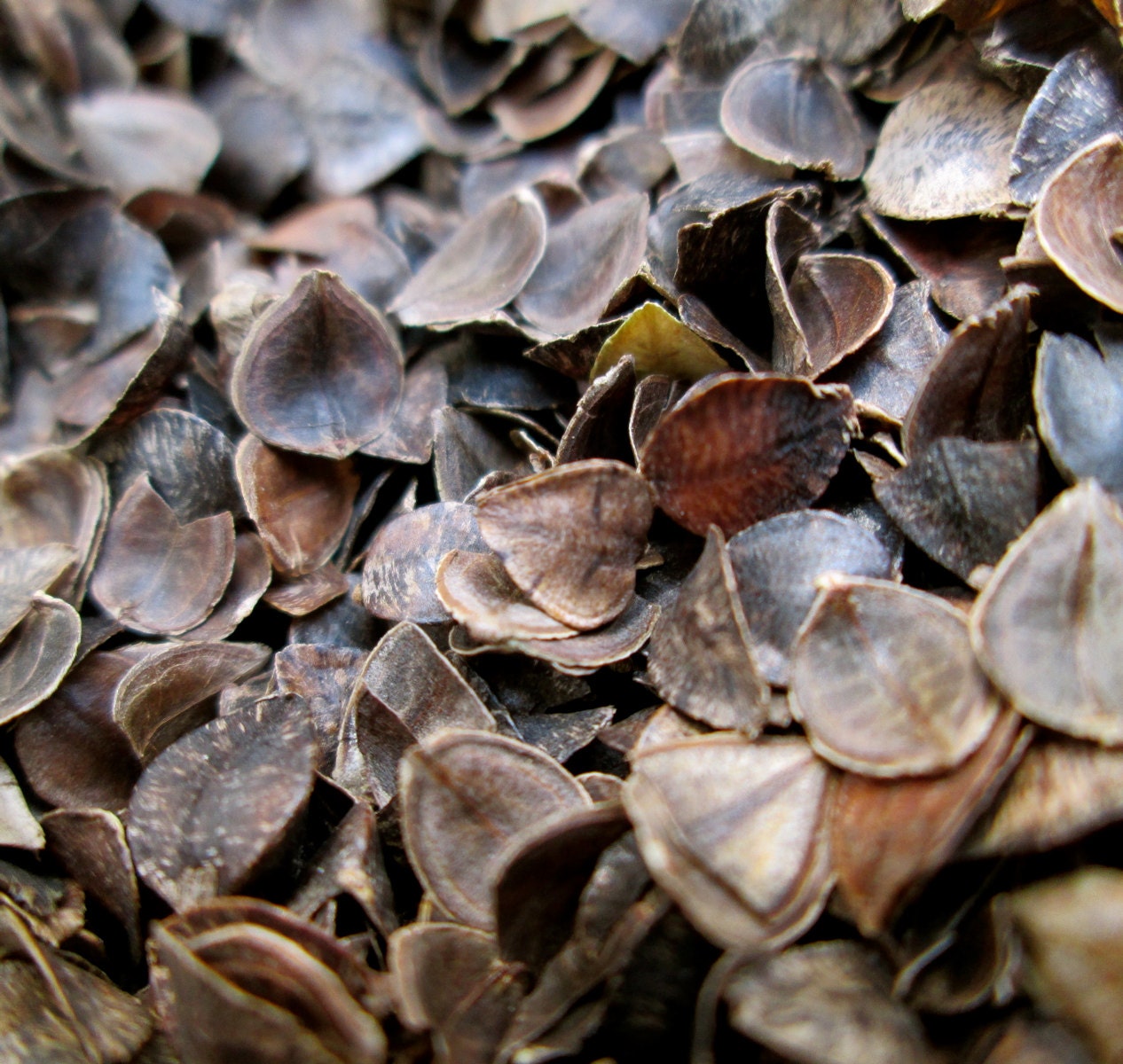 Organic Buckwheat Hulls Raw Material, 500 G 27 Kg, Approx. 120g/liter 