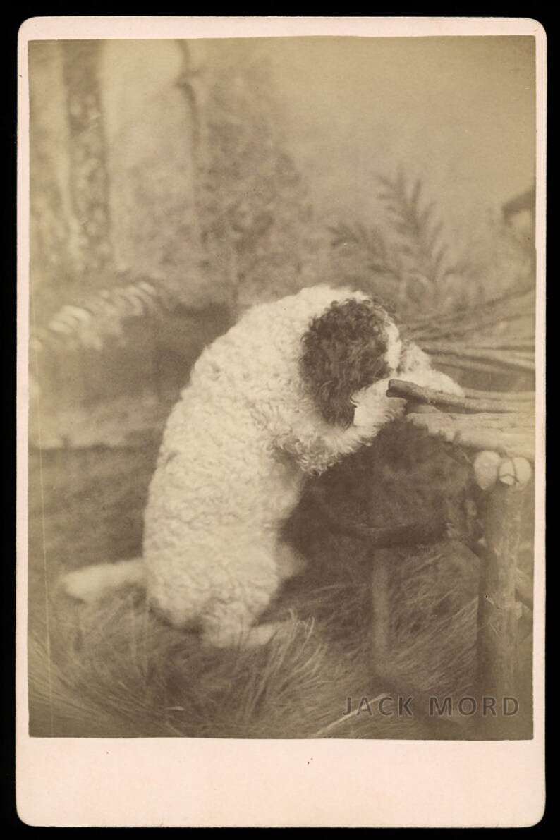Unusual 1800s Photo Pet Trick Circus Poodle Dog Praying on Etsy