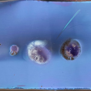 May include: A close-up of a blue surface with four small, round, purple and white shapes. The shapes are arranged in a line across the surface.