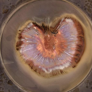 Puede incluir: Primer plano de un diseño metálico iridiscente en forma de corazón con un centro de cobre. El diseño está rodeado por un anillo marrón claro.