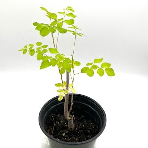 Moringa Tree Live Starter Plant