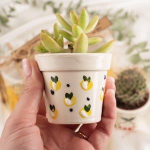 Bomboniere ecologiche per baby shower, vasi di piante grasse all'ingrosso, piccoli regali di piante fatti a mano per gli ospiti, decorazioni unisex, piccolo regalo di piante carine