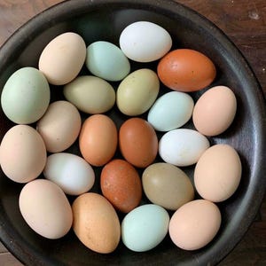 free range chicken eggs
