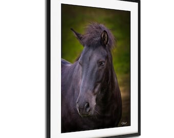 Horse Wall Art Print: Icelandic Black Portrait - Rustic Nature Decor
