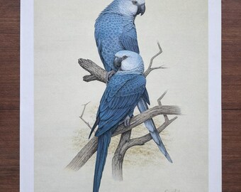Fotografía vintage de 1988 de "El guacamayo de Spix", firmada, edición limitada 429/500, 24x17 pulgadas.