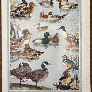 Vintage 1957 Bird Illustration Print | Mid-Century Natural History Wall Art | Ornithology Decor