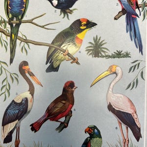 Vintage 1957 Bird Illustration Print | Mid-Century Audubon-Inspired Wall Art | Ornithology Decor