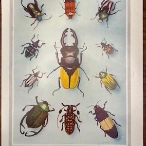 Vintage 1957 Beetle Art Print – “Wonders of the Insect World” – Mid-Century Nature Illustration