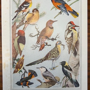 Vintage 1957 Bird Illustration Print | Mid-Century Audubon-Inspired Wall Art | Ornithology Decor