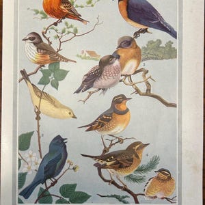 Vintage 1957 Bird Illustration Print | Mid-Century Audubon-Inspired Wall Art | Ornithology Decor