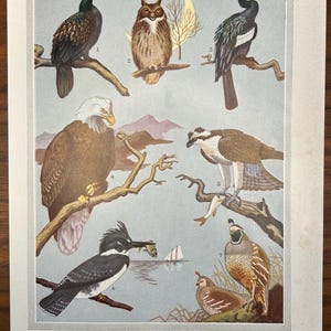 Vintage 1957 Bird Illustration Print | Mid-Century Natural History Wall Art | Ornithology Decor