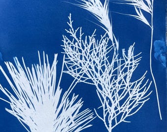 Conifers Cyanotype Print: Original Botanical Handmade Art