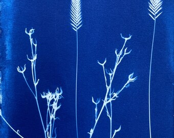 Wheatgrass Cyanotype Print: Handmade Botanical Plant Art