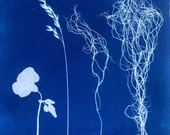 Wildflower Cyanotype Print: Botanical Photogram Pressed Flowers Art