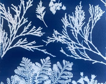 Cedar Yarrow Cyanotype Print: Botanical Boho Wall Art