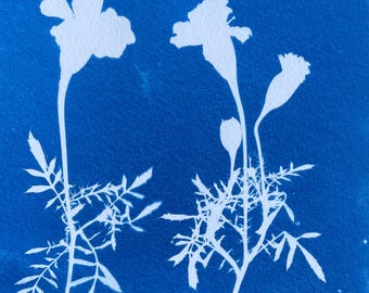 Marigold Flower Cyanotype Print: Original Photogram Art for Plant People