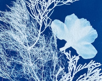 Cedar Lichen Cyanotype Print: Forest Sunprint Wall Art
