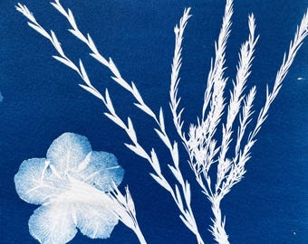 Petunia and Grass Cyanotype Print: Floral Botanical Pressed Flower Sunprint Art