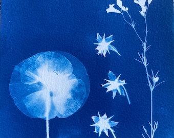 Poppy and Borage Cyanotype Print: Botanical Floral Cottagecore Decor