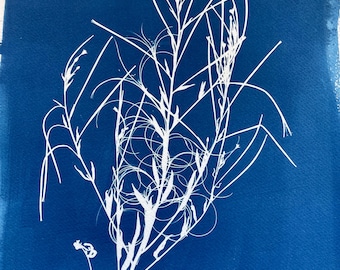 Cyanotype Botanical Print: Nature Art Photogram
