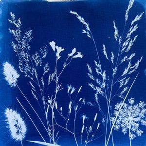 Meadow Cyanotype Print: Botanical Wall Art, Grasses and Flowers Nature Art