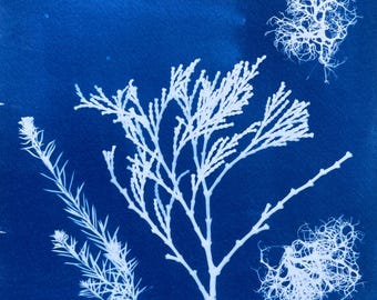 Conifer and Lichen Cyanotype Print: Botanical Forest Outdoorsy Art