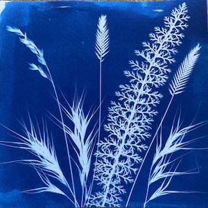 Pode incluir: Uma impressão cianotipia com elementos botânicos brancos sobre um fundo azul escuro. A composição inclui vários tipos de ervas e plantas, mostrando detalhes e texturas intrincadas. A obra de arte tem uma estética vintage e artística.