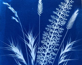 Yarrow Cyanotype Print: Cottagecore Meadow Botanical Sunprint