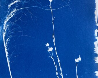 Geranium Cyanotype Print: Handmade Floral Photogram Art