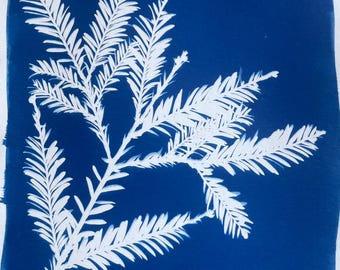 Redwood Branch Cyanotype Print: Nature Botanical Print for Outdoors Lovers